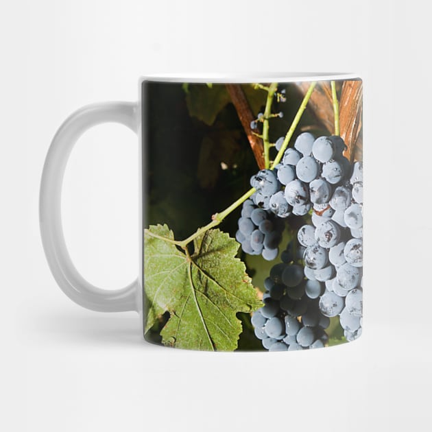 Grape Vineyard 2 by Bravuramedia